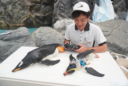 theme park penguin imposters