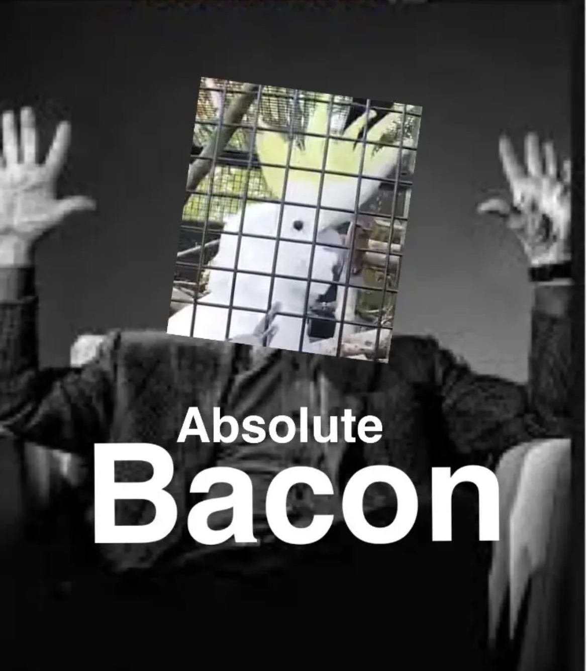 BACON NO 1 FAN INTERVIEW